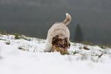 BERGER AUSTRALIEN PUPPIES 471